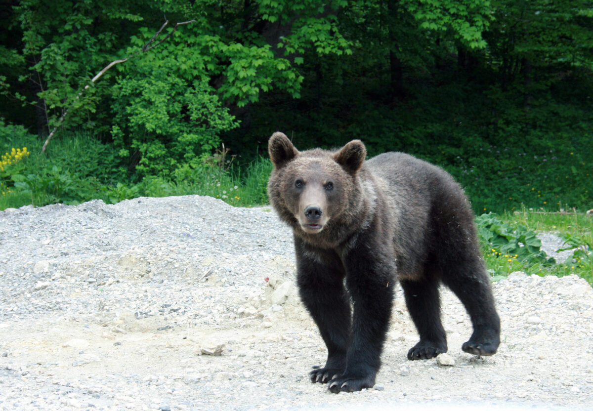 Urșii au reapărut în localități din Harghita