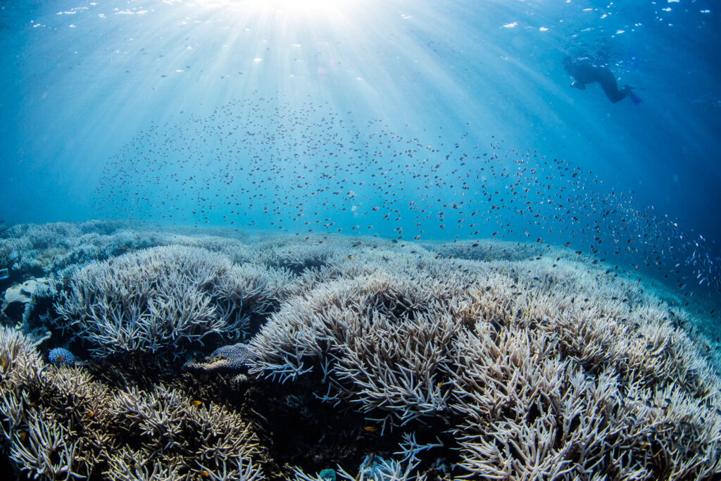 Catastrofă naturală în Australia de Sud: mii de animale marine ucise de alge toxice