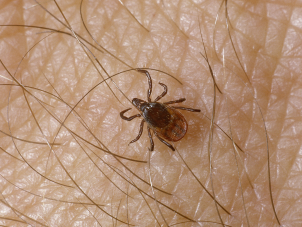 Un test cu inteligenţă artificială detectează boala Lyme cu precizie de 90%