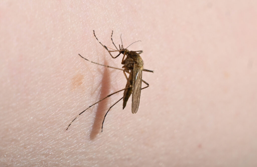 18 români infectați cu West Nile în această vară, majoritatea din București. Recomandarea autorităților