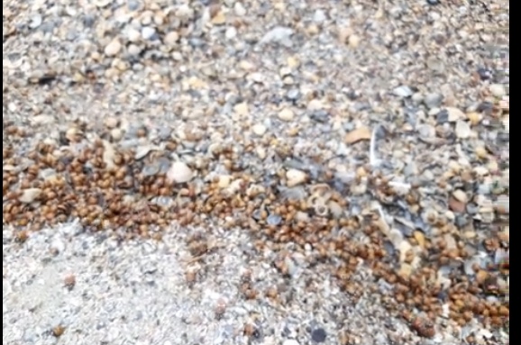 Gărgăriță-riță, fugi pe litoral! Buburuze agresive invadează litoralul