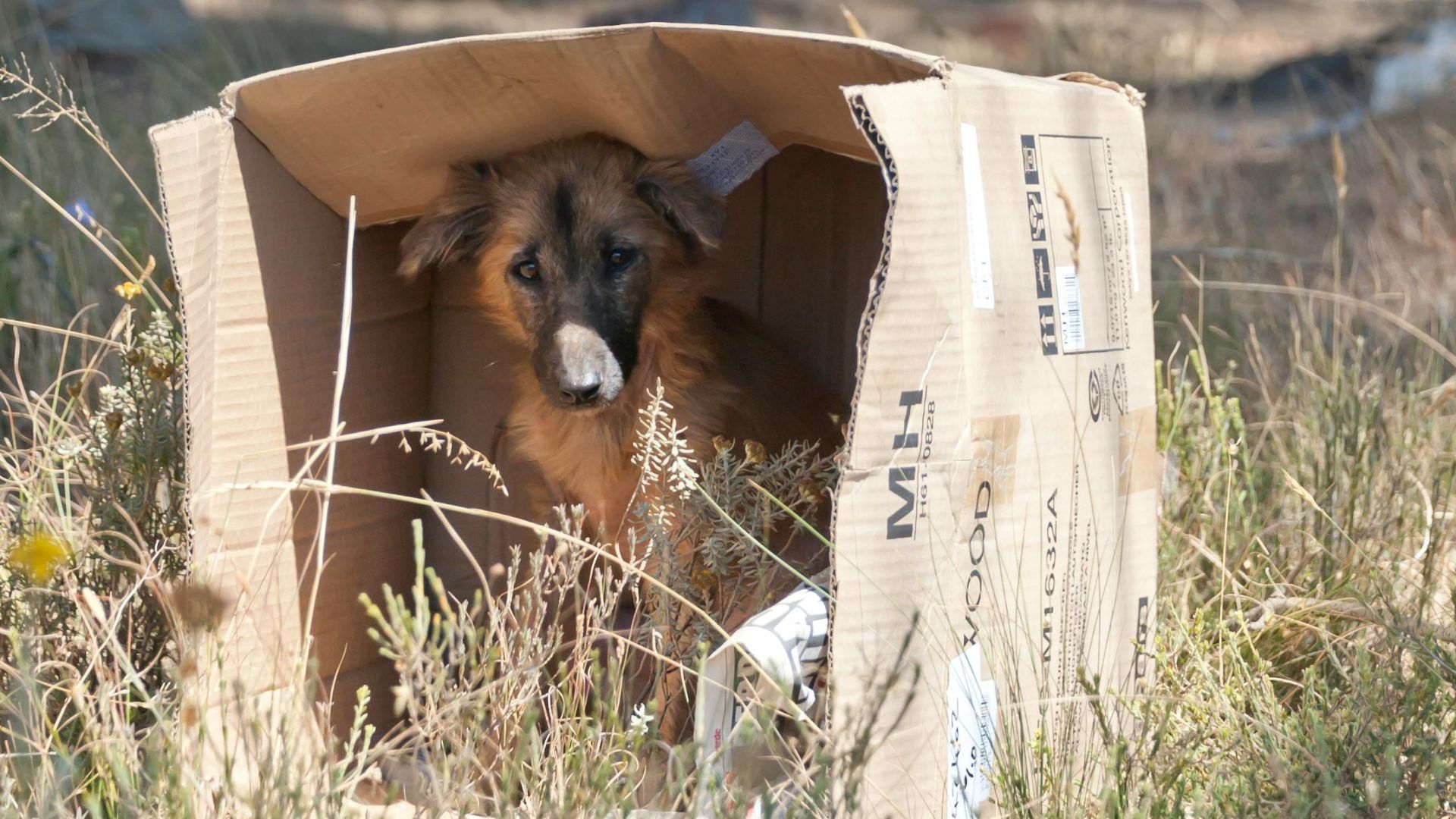 O bătrână din Anglia a murit după ce a fost zgâriată de un cățel, în timpul unei vacanțe în Maroc