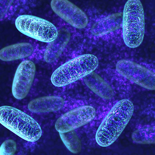 Studiu: Microbii intestinali pot elimina „substanțele chimice eterne” din organism