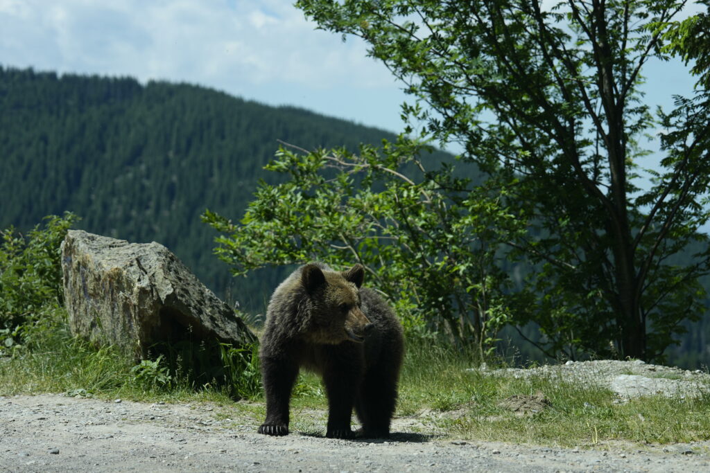 Ursul de la Mogoș, Alba, a fost îndepărtat de jandarmii montani