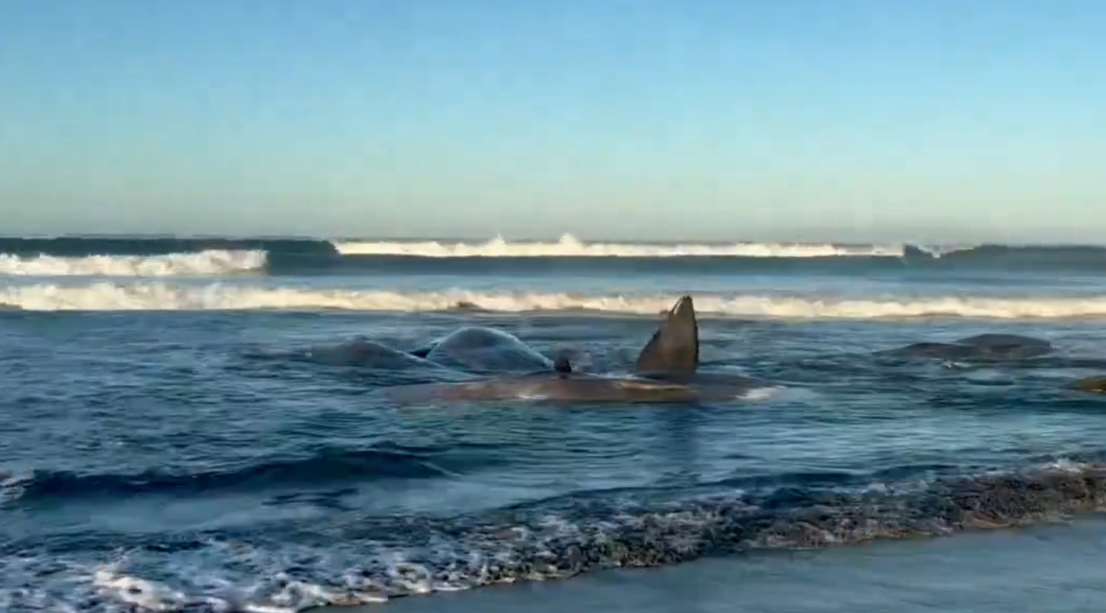 Misterul dispariției cântecelor balenelor albastre îngrijorează comunitatea științifică.