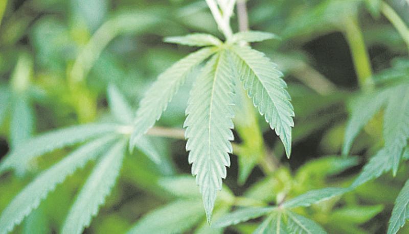 Lista țărilor europene unde este permis consumul de marijuana și în ce condiții