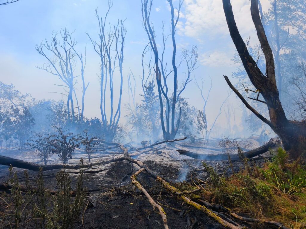 Incendiu izbucnit în zona localității Chilia. Pompierii intervin pentru stingerea lui