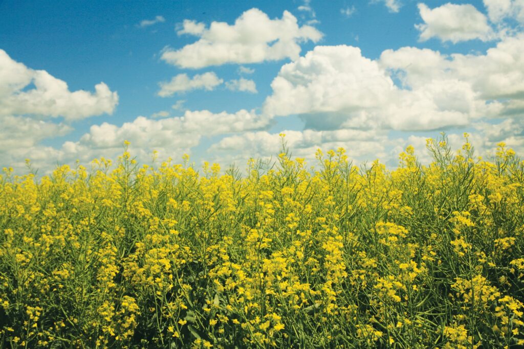 Corteva Agriscience lansează Belkar® Super în România