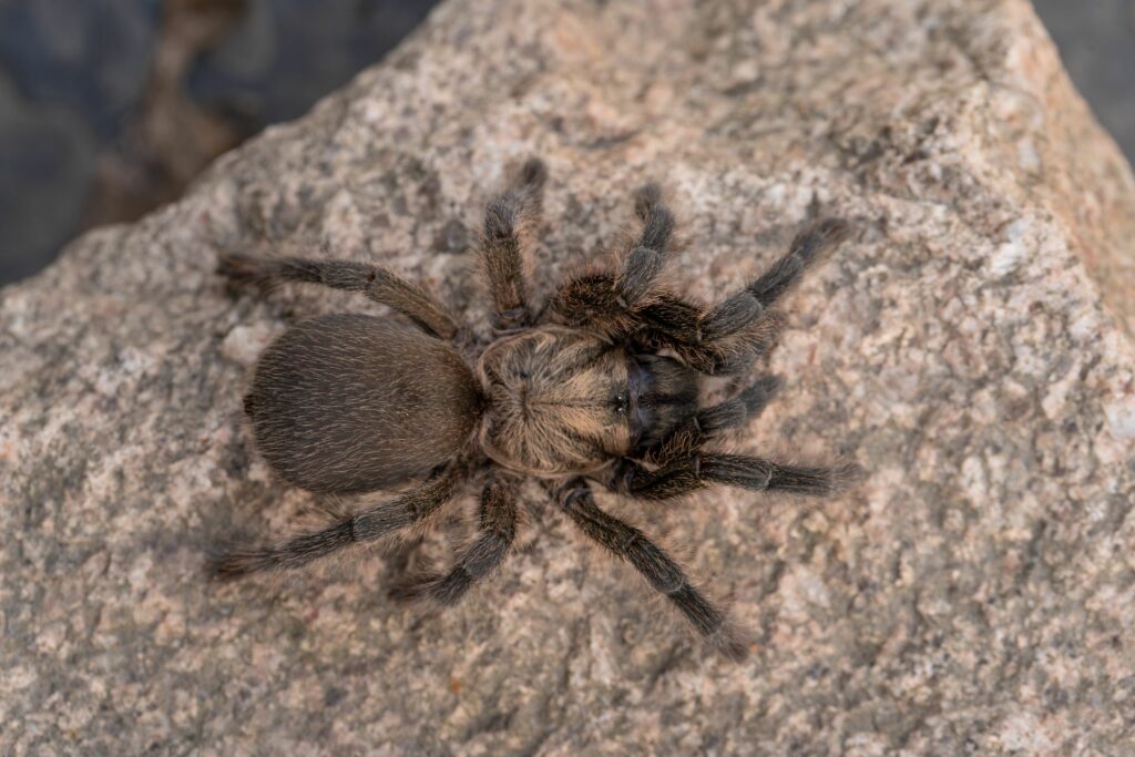 Germania: 1.500 de tarantule descoperite în cutii de biscuiți, pe aeroportul din Köln