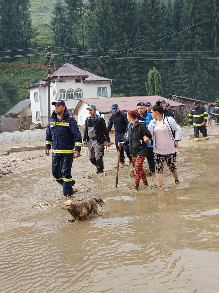 Intervenţii ANSVSA pentru protecţia animalelor şi sănătăţii publice în zonele inundate
