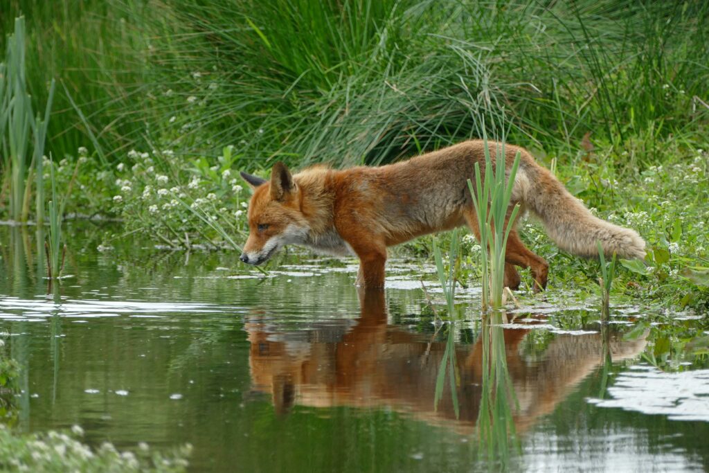 O fetiță a fost mușcată de o vulpe într-o zonă strict protejată din Parcul Natural Apuseni