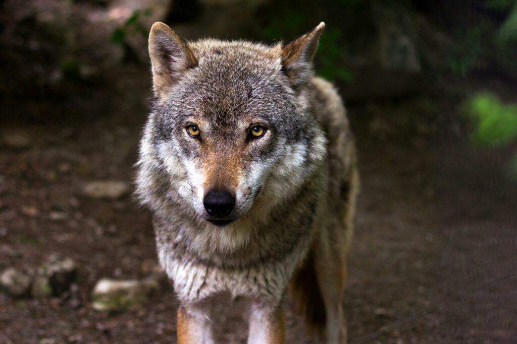 Reintroducerea lupilor în Parcul Național Yellowstone a provocat o extindere rapidă a pădurilor