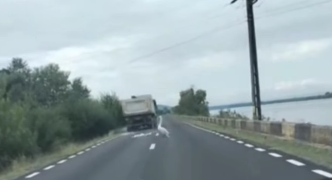 Mehedinți: Criminal investigation launched after driver hits swan and flees the scene