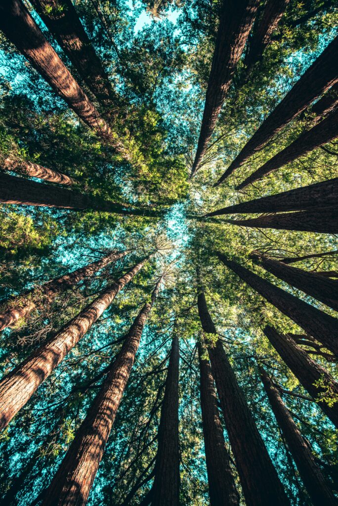 Studiu: Conexiunea oamenilor cu natura a scăzut cu 60% în 200 de ani. Care este explicația