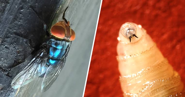 Parazit carnivor mortal, descoperit pentru prima dată la o persoană în SUA