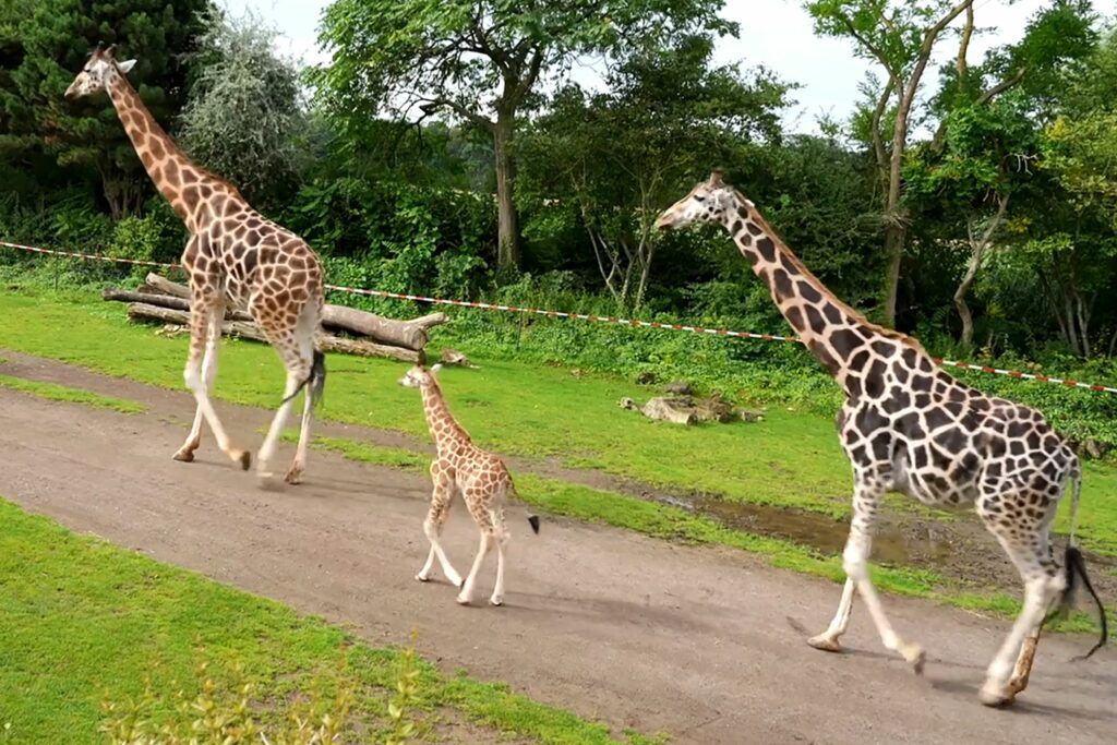 O grădină zoologică din Chile organizează o vânătoare de ouă de Paște cu recompense pentru animale