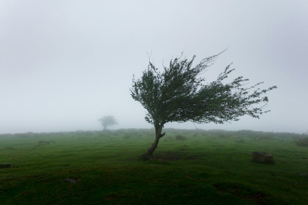 Avertizare ANM: Vânt puternic în mai multe județe din țară. Cod galben emis de meteorologi