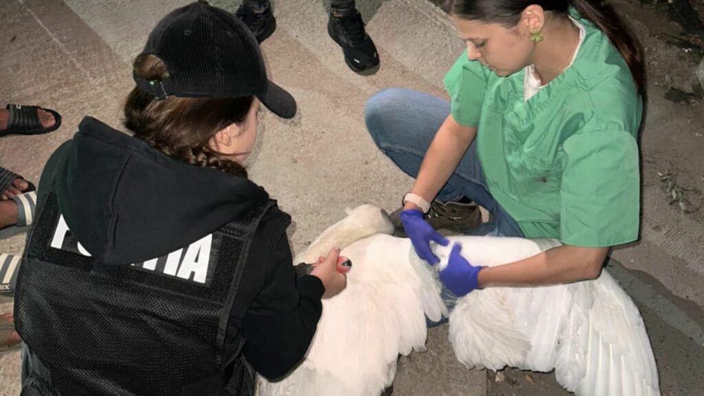 Două lebede, salvate de polițiștii pentru protecția animalelor