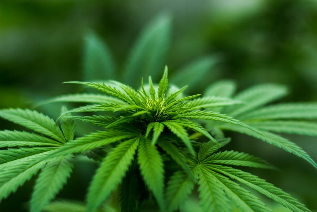 Alternativa legală la cannabis descoperită într-o țară din America de Sud