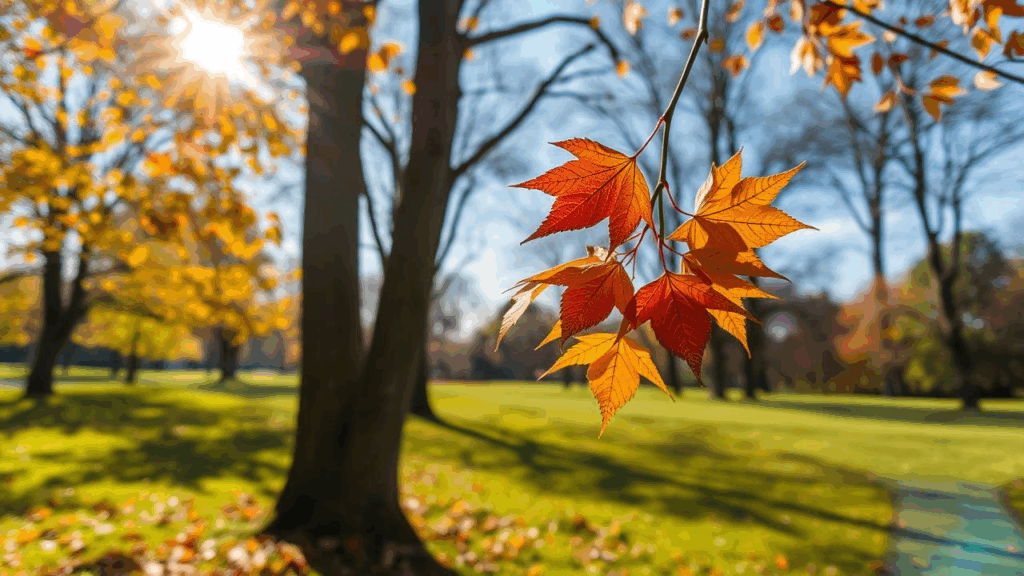 Ce temperaturi vor fi la începutul toamnei? Prognoza emisă de ANM