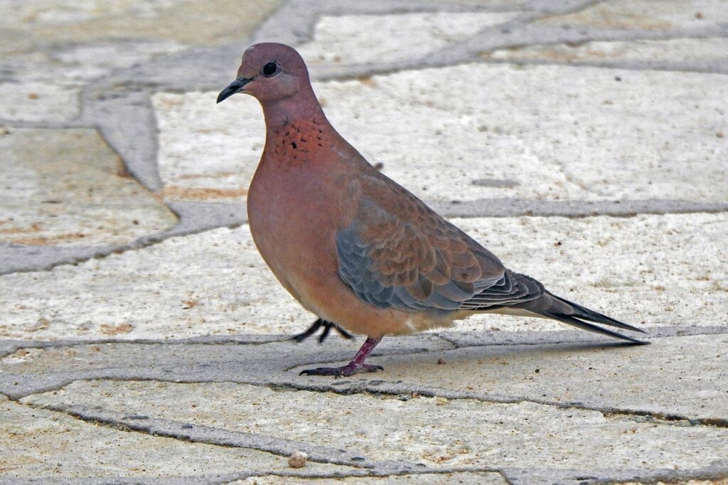 Decizie controversată a guvernului francez: se reia vânătoarea de turturele, specie vulnerabilă în Europa