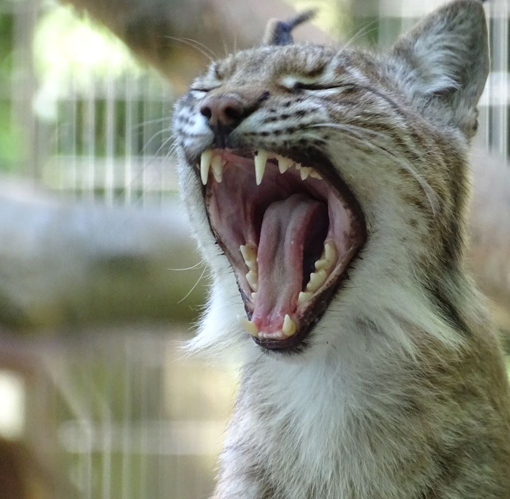 Un parc zoo din Danemarca le cere oamenilor să-și doneze animalele de companie pentru a fi mâncate de prădătorii aflați în captivitate