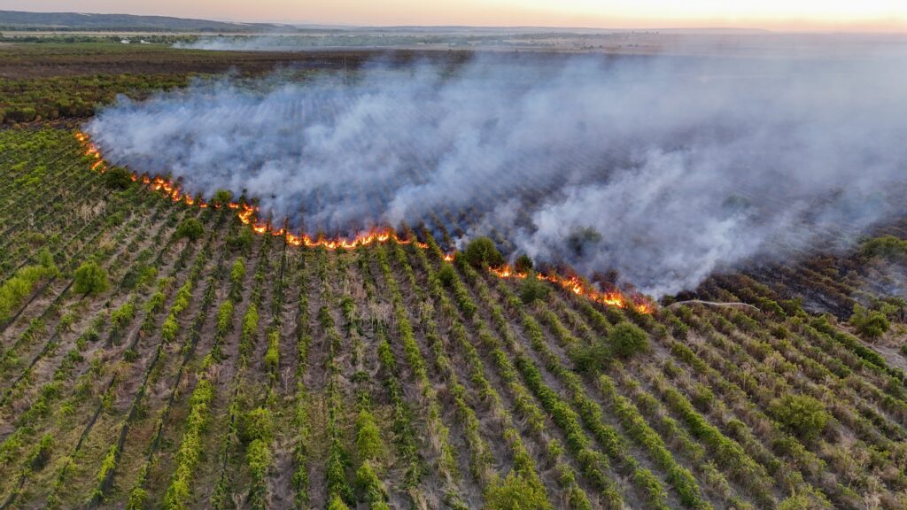 Un incendiu a distrus o livadă de 80 de hectare și o vie de 15 hectare din Teleorman