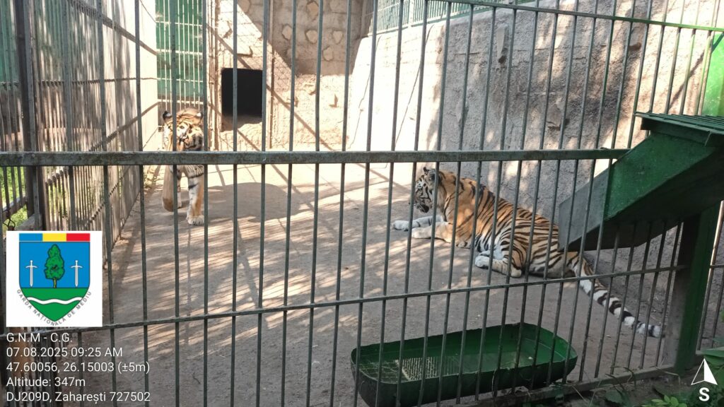 Proprietarul menajeriei din Zăhărești, unde doi copii au fost răniți de animale, riscă dosar penal