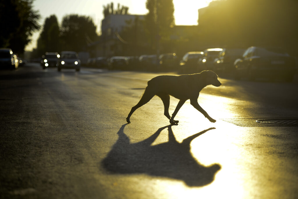 ANSVSA cere consiliilor județene să finanțeze sterilizarea câinilor abandonați, nu eutanasierea lor