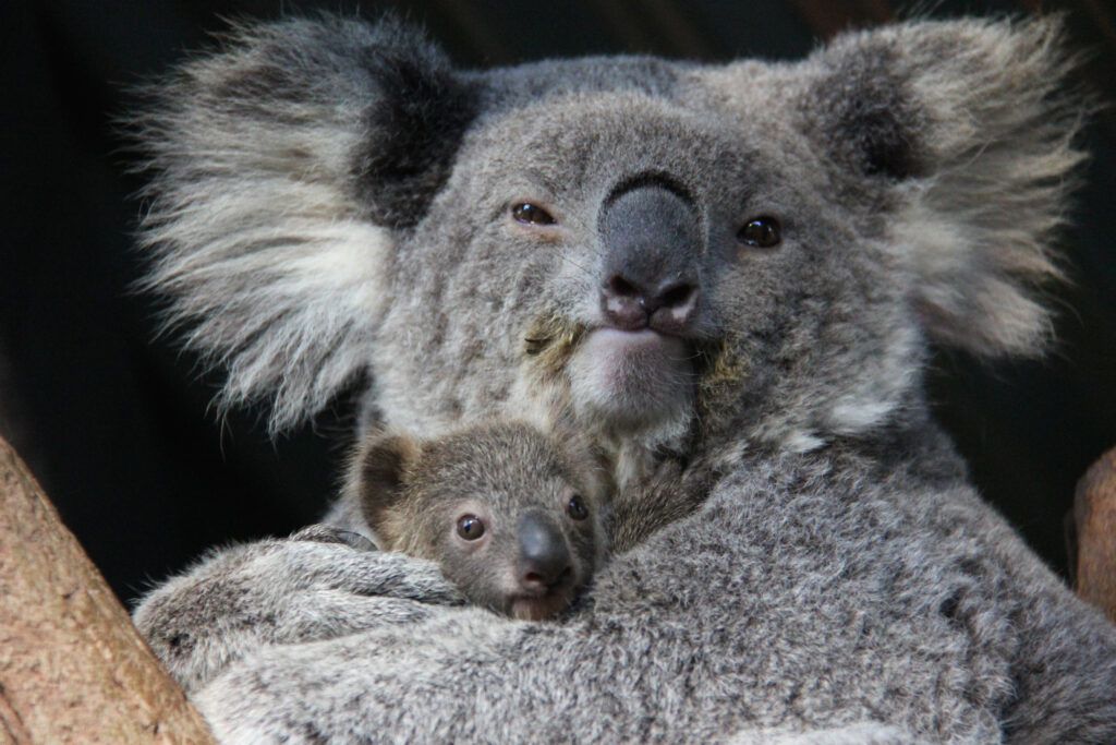 Australia: A fost aprobat primul vaccin din lume pentru a combate epidemia de chlamydia la koala