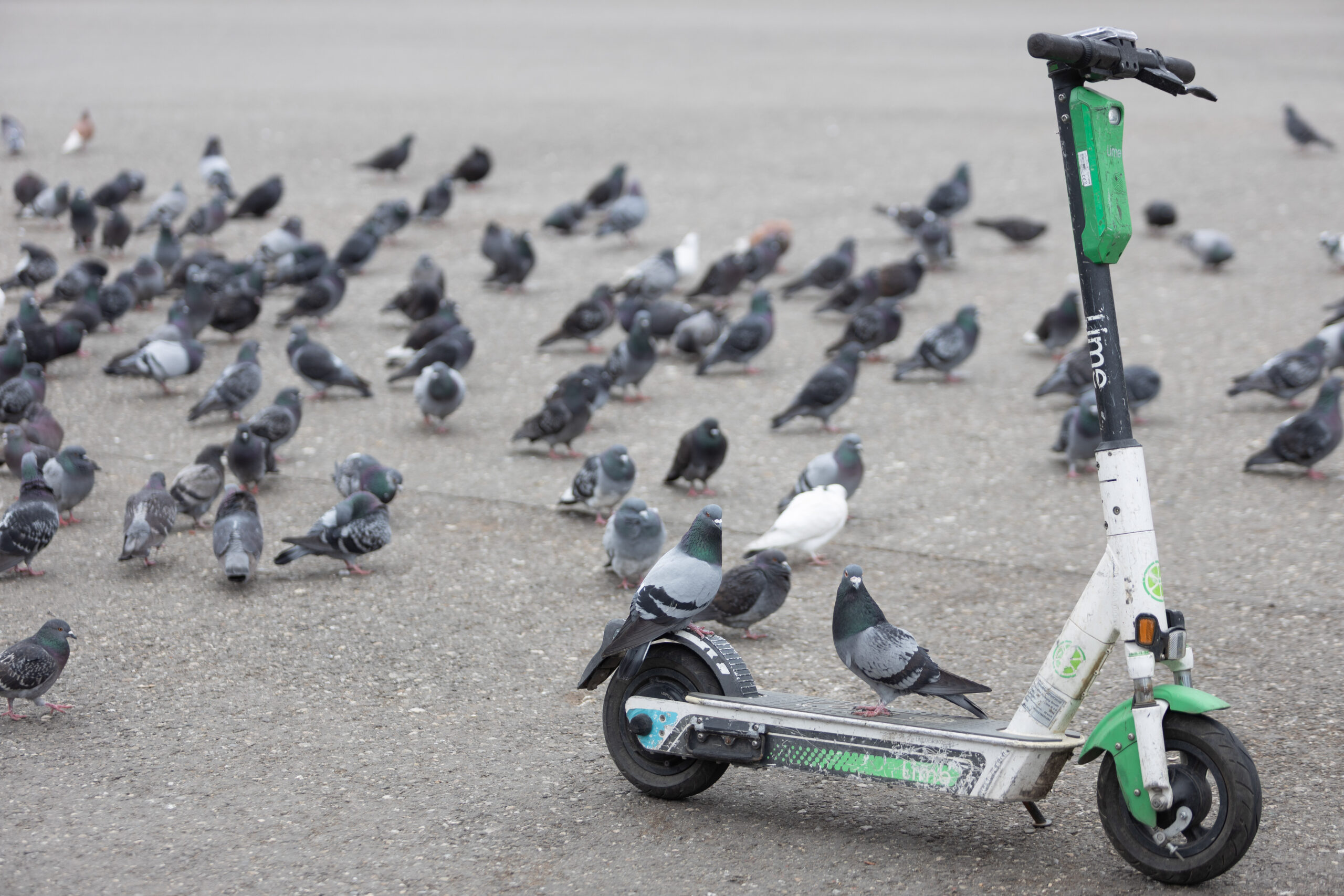 O femeie, prinsă de jandarmi în timp ce tăia frânele unei trotinete electrice în centrul Capitalei