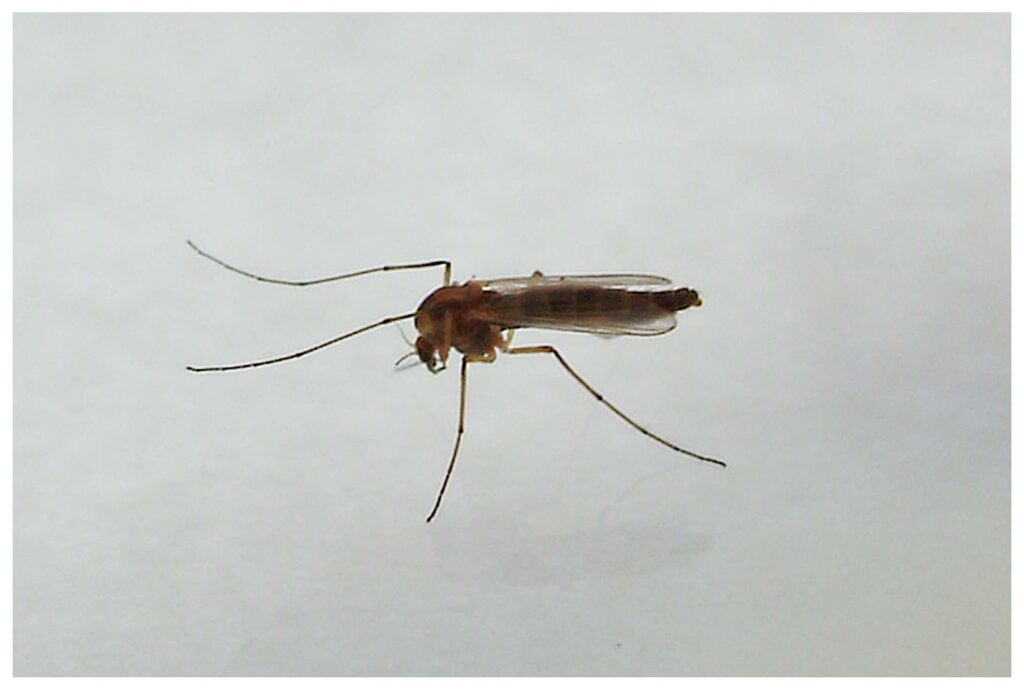 Virusul West Nile în România: 13 cazuri de infecție, cei mai afectați sunt vârstnicii