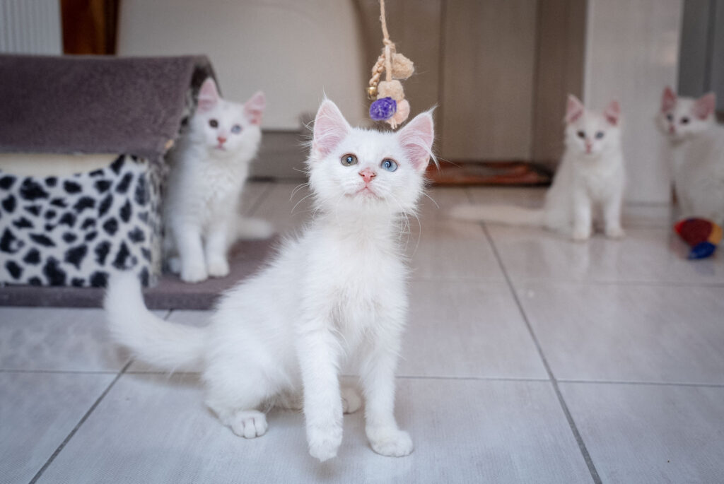 Cercetările confirmă efectele: Pisicile modifică chimic creierul proprietarilor prin eliberarea oxitocinei