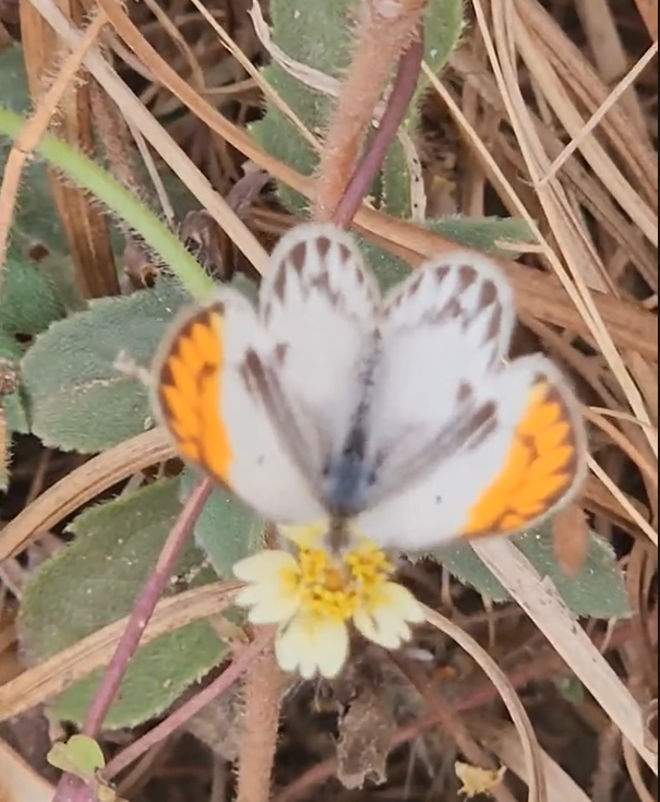 O specie de fluture apărută în Europa alarmează experții climatici