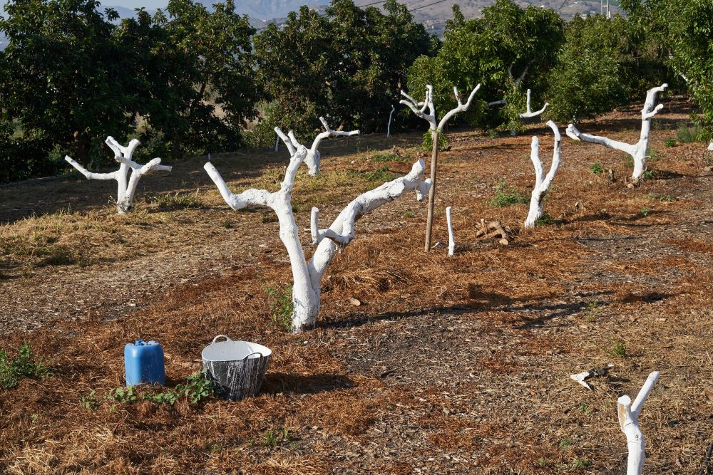 De ce se vopsesc copacii și în ce anotimp este indicat să fie văruiți 