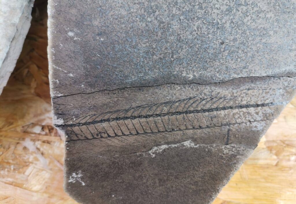 Descoperire unică în România: Rămășițele unei păduri pietrificate identificate în Parcul Natural Putna Vrancea