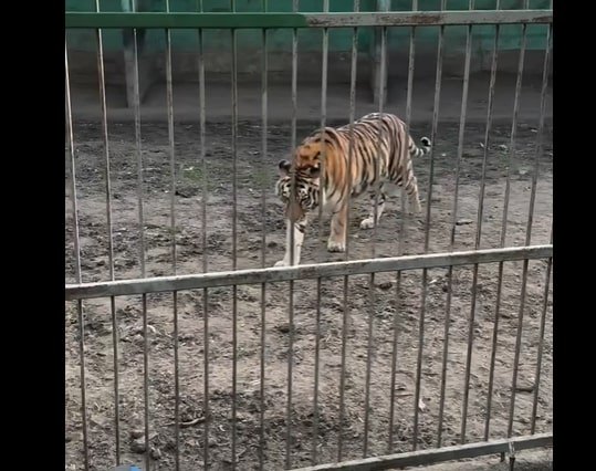 Copii mușcați de animale la un parc zoo din Suceava