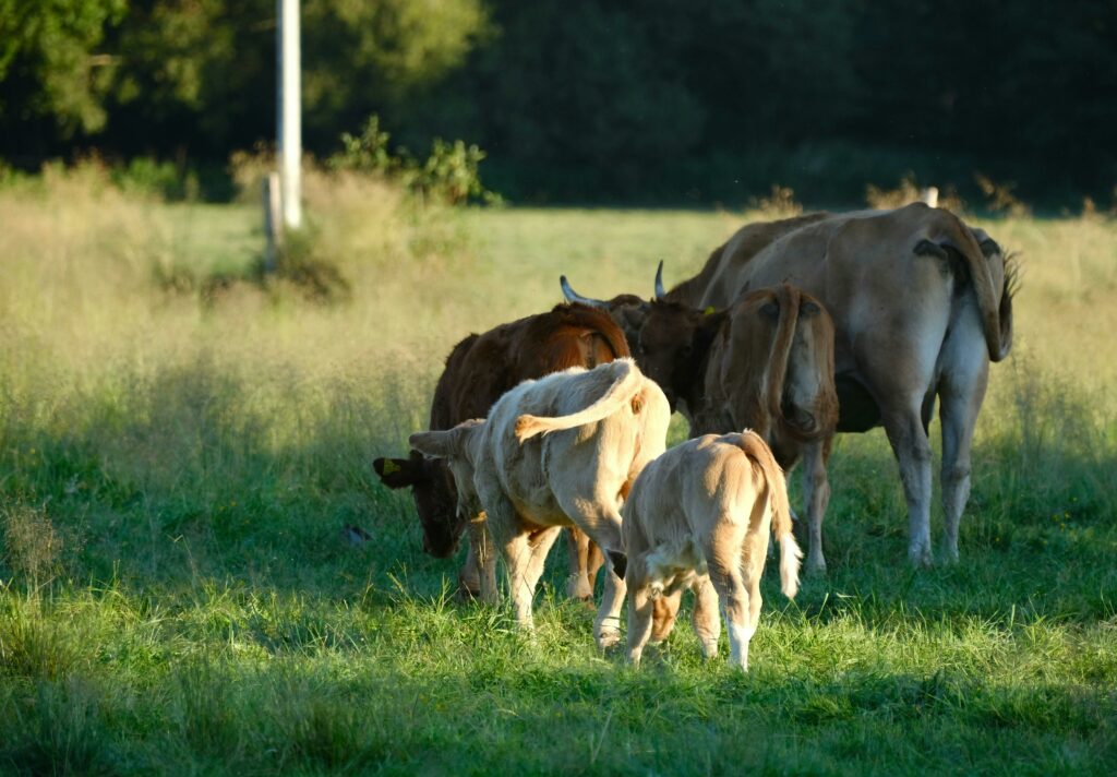 Sacrificările de animale și producția de carne au crescut la bovine și păsări în iulie 2025