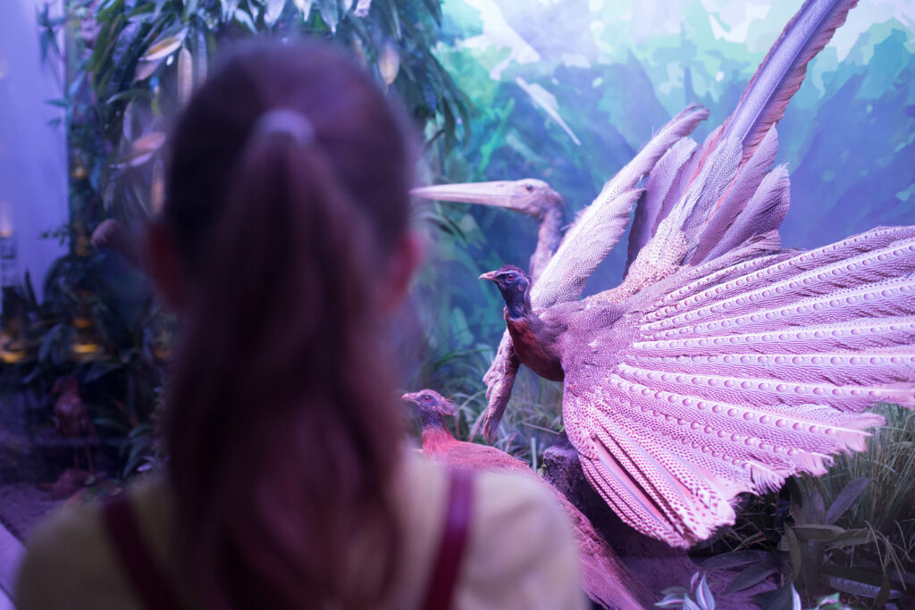 Antipa Acoustic – Muzeul care se ascultă: Cum se schimbă o vizită la Muzeul Grigore Antipa cu o nouă experiență audio