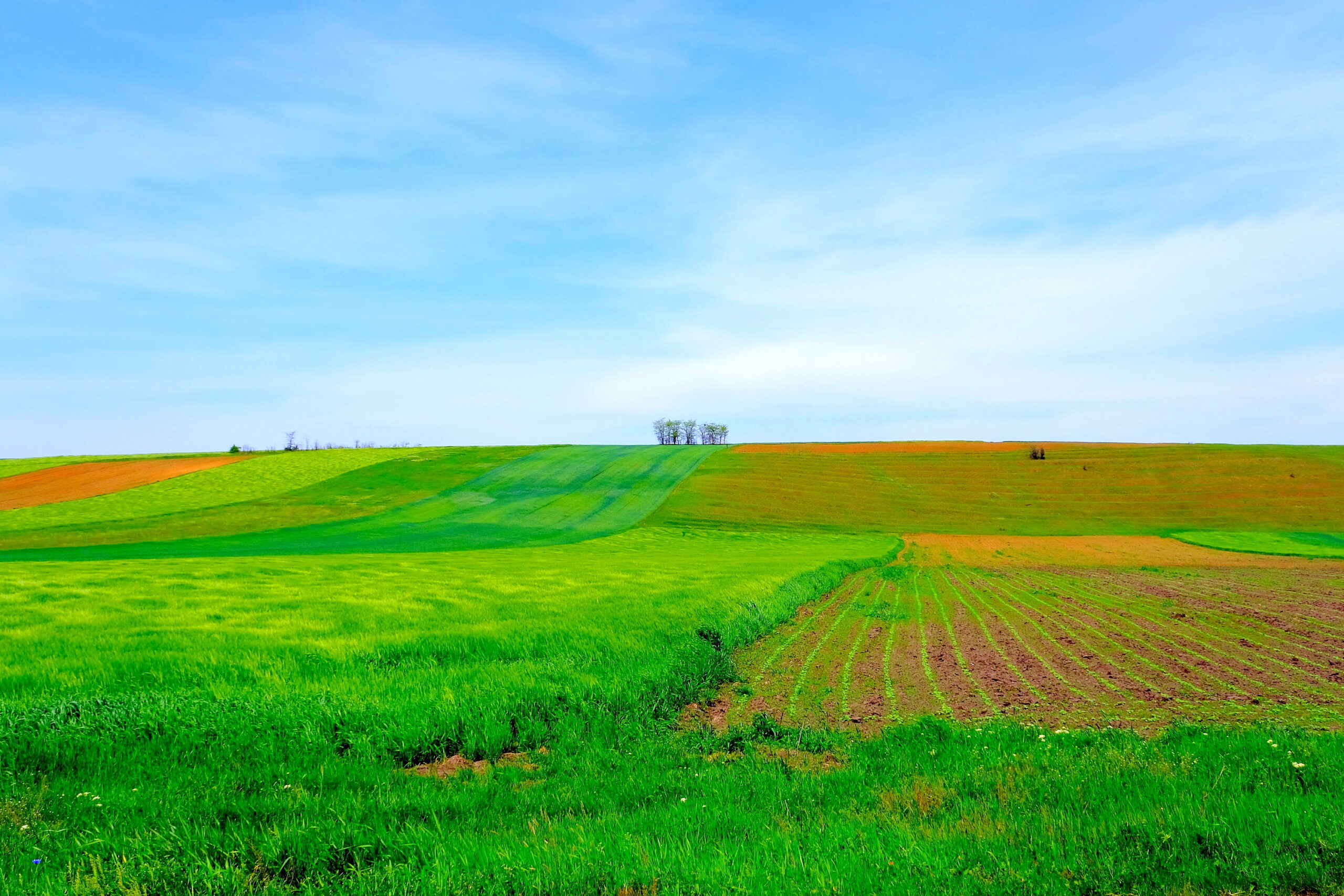 Poza pentru articolul Criză în agricultura UE: fermierii cer ajutor de urgență la Bruxelles