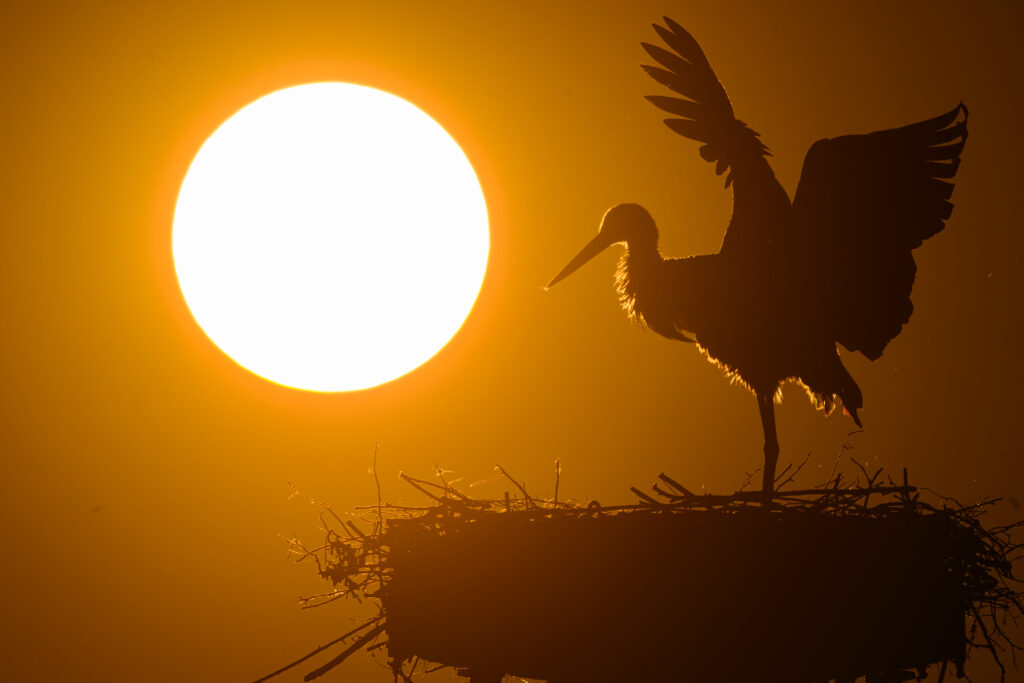 Evaluare BirdLife: Peste jumătate din speciile de păsări ale lumii sunt în declin