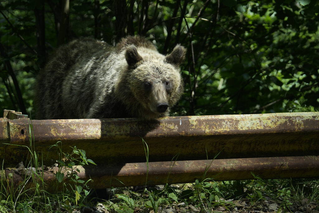 Urs semnalat într-o localitate din Dâmbovița: Autoritățile au emis mesaj RO-Alert