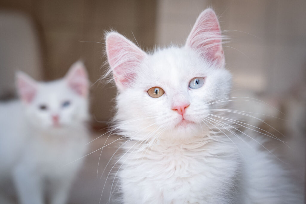 Un startup românesc a atras o nouă rundă de finanțare de 1,2 milioane de dolari pentru a oferi pisicuțelor o viață mai lungă