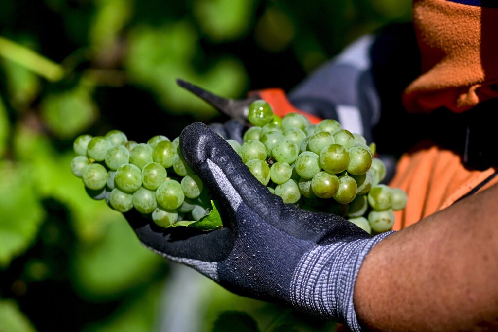 Portugalia: Podgoriile sunt recoltate noaptea, pentru ca muncitorii să beneficieze de răcoare