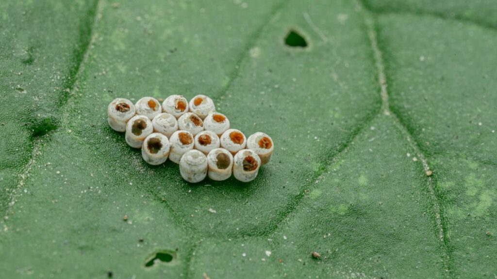 Acarienii pot „mirosi frica”: femelele își schimbă comportamentul când simt mirosul celor răniți