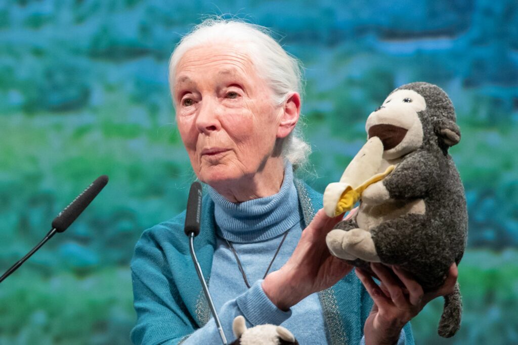 Jane Goodall, pioniera studiului cimpanzeilor, a murit la 91 de ani