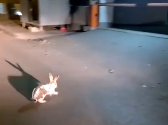 Epure salvează un iepure: Când numele devine destin în Galați