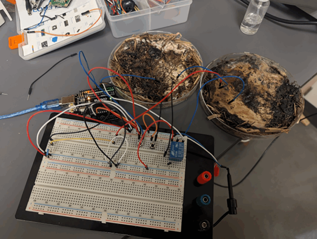 Oamenii de știință au construit o memorie de calculator funcțională din ciuperci shiitake