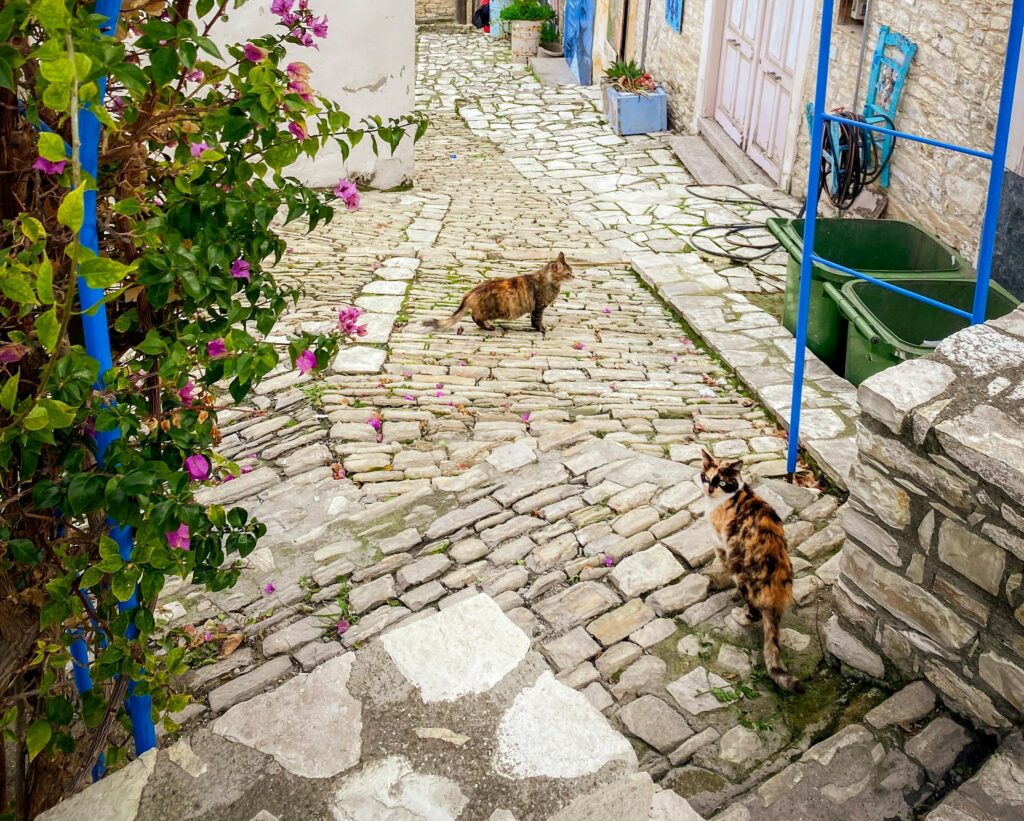 Insula pisicilor are probleme cu… pisicile. Guvernul triplează fondurile pentru sterilizare, dar numărul felinelor crește