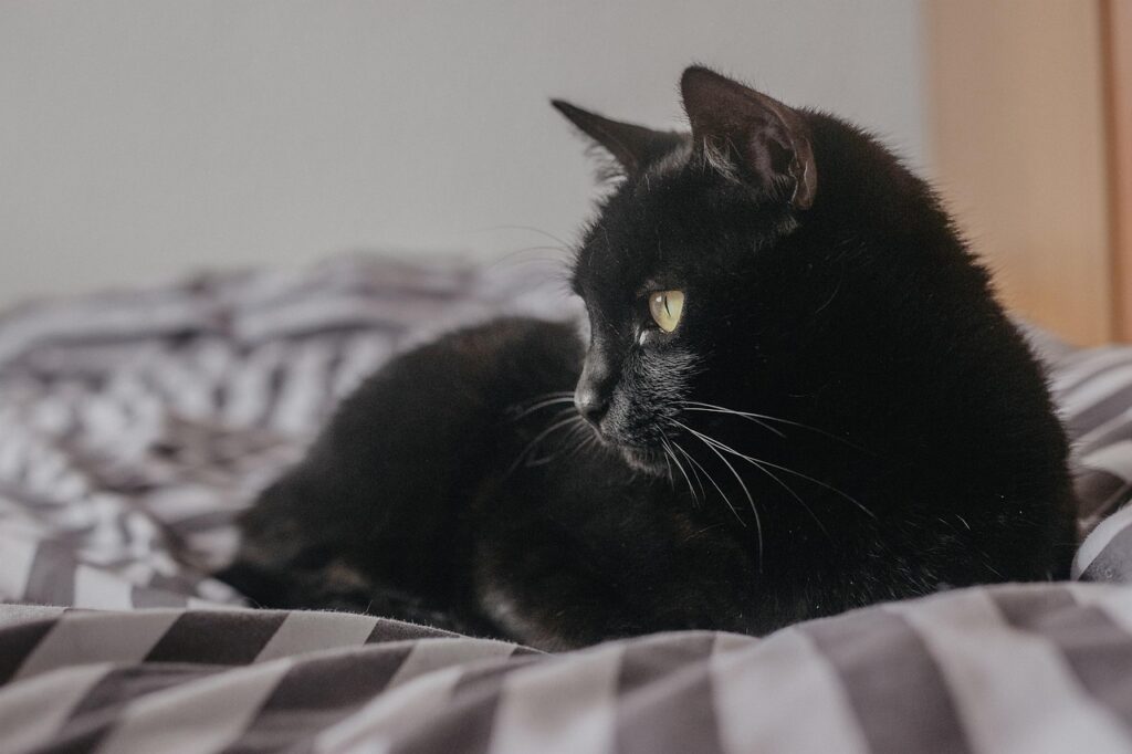 Un oraș spaniol interzice adopțiile de pisici negre de teama „ritualurilor” de Halloween